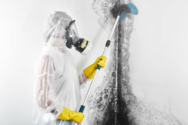 Best Mold Prevention Services  in Medford Lakes, NJ