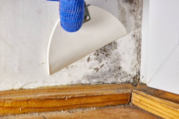 Best Forensic Mold Investigation  in Medford Lakes, NJ